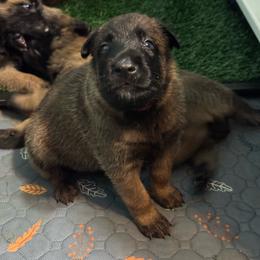 Red - Fawn male Belgian Malinois puppy in Westminster, South Carolina from Fromage Malinois
