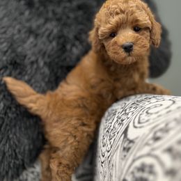 Goldendoodle Puppies from Karmadoodlee