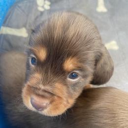 Mocha - Chocolate and tan male Dachshund puppy in Trenton, Florida from Tweenie Weenie Dachshunds