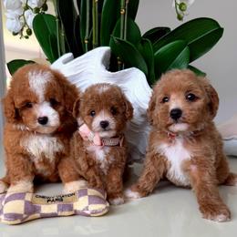 MILA - Apricot female Maltipoo puppy in Sugar Land, Texas from Celebrity Maltipoos