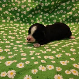Roxie - Blue tri female Toy Australian Shepherd puppy in Snowflake, Arizona from Halfpint Aussies