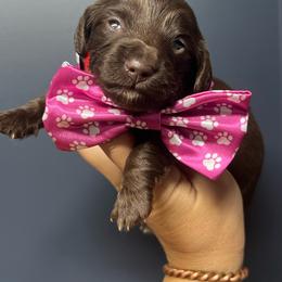 Chocolate girl one - Chocolate female Dachshund puppy in Payette, Idaho from NT Mini Doxies