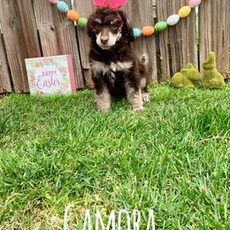 Poodle Puppies from Cosmic Caliber Standard Poodles