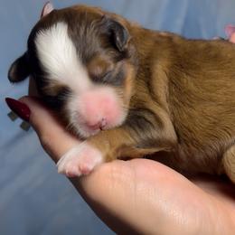 Ruby - Tri-color female Bernedoodle puppy in Bradenton, Florida from Peanut Butter Doodles