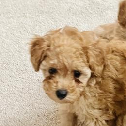 Poodle Puppies from ItalianToyPoodles