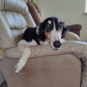 Stevie - Borzoi