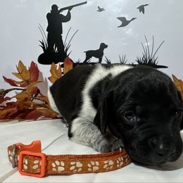 Orange - Black roan female German Shorthaired Pointer puppy in Newton Grove, North Carolina from Wayalife Labradors & Gsp’s