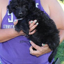 Aussiedoodle, Miniature Australian Shepherd, Poodle, and Toy Australian Shepherd Puppies from Mowry Creek Mini Aussiedoodles and More