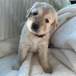 Summer - Cream female Goldendoodle puppy in Glennville, Georgia from Pickle Creek Kennels