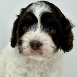 Light purple collar girl - Brown white and tan female Cockapoo puppy in Oologah, Oklahoma from Timber Hills Poodles and Doodles