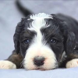 Camellia - Tri-color female Bernedoodle puppy in Shelton, Washington from NW Bernedoodles of Washington