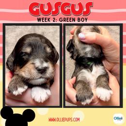 Gus Gus (Green) - male Golden Mountain Doodle puppy in Boiling Springs, South Carolina from OlliePups, LLC