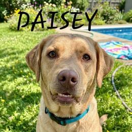 Daisey - Labrador Retriever