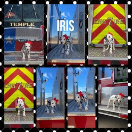 Girl 2 - White and black Dalmatian puppy in Waxahachie, Texas from Tiff’s Dalmatian Plantation