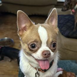 Dobby - Chihuahua