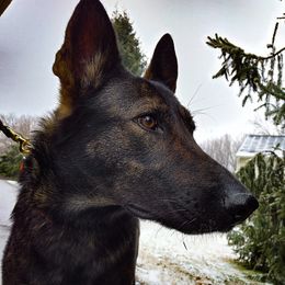 Sabba - German Shepherd