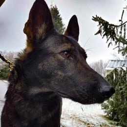 Sabba - German Shepherd