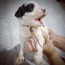 Lennox - Black and white Aussiedoodle puppy in Houston, Texas from Jomelkin Furry Pals