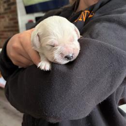 Joy - Light golden female Golden Retriever puppy in Jacksonville, Florida from River City Golden Retrievers