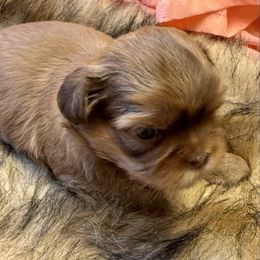 Rusty - Liver male Shih Tzu puppy in Brevard, North Carolina from House of Little Lions
