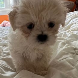 Lhasa Apso Puppies from Tibetan Tails