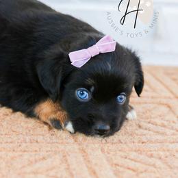 Miniature Australian Shepherds and Toy Australian Shepherds from Hydden Aussies
