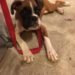 Boxer Puppies from Boone’s Boxers of North Carolina