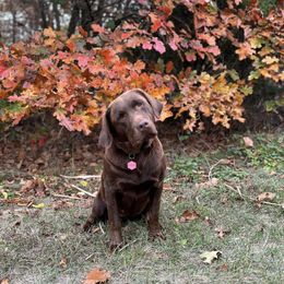 Labrador Retrievers from Skyline Drive Kennels