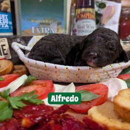 Alfredo - Brown and white male Sheepadoodle puppy in Berwick, Pennsylvania from Wright’s Wiggle Butts