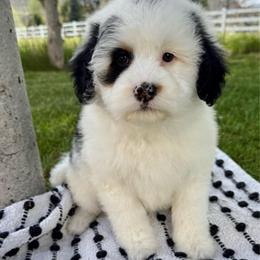 Ray - Black tri-color female Aussiedoodle puppy in Heber City, Utah from Junipersdoodles