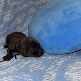 Black Collar Male - Chocolate male Labrador Retriever puppy in Kissimmee, Florida from SunState Labs