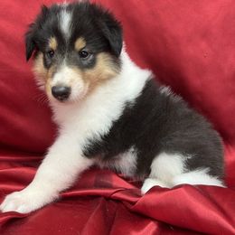 Aria - Black white and tan female Collie puppy in Groveland, Florida from Palmhaven Collies