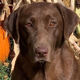 Labrador Retrievers from Tahran Labs