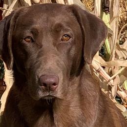 Labrador Retrievers from Tahran Labs