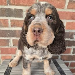 Jase - Tri-Roan male English Springer Spaniel puppy in Statesville, North Carolina from BAR Z Springers