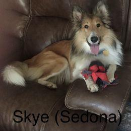 Collie and Scottish Collie All Grown Up from Lawson’s Lassies