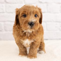 Ollie - Apricot male Cavapoo puppy in Salt Lake City, Utah from Marlene's Doodles