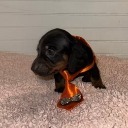 Dachshund Puppies from Wiggle Weens