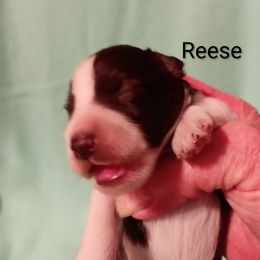 Reese - Parti male Miniature Schnauzer puppy in Midland, Texas from Shebbies Puppy Palace