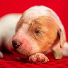 Goldendoodles from Jarvis Goldendoodles