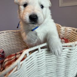 Blue boy - White male Berger Blanc Suisse puppy in Wilmington, North Carolina from Supernova Swiss Shepherds