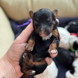 Bonfire - Black and white female Sheepadoodle puppy in Wharton, Texas from Little Fur Friends