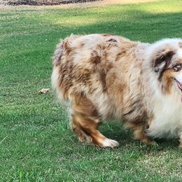 Emma - Miniature Australian Shepherd
