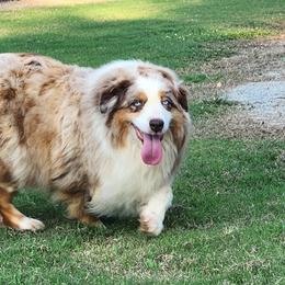 Emma - Miniature Australian Shepherd