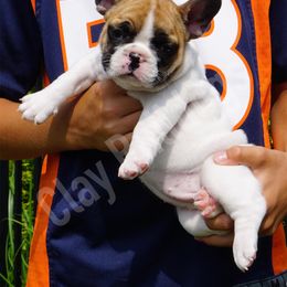English Bulldog and French Bulldog Puppies from ClayBulldogs