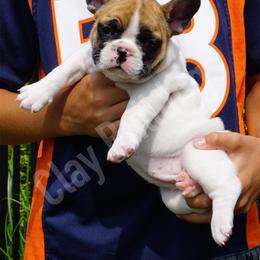 English Bulldog and French Bulldog Puppies from ClayBulldogs
