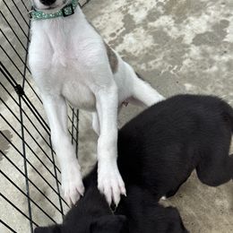 Golden Retriever and Greyhound Puppies from K and E Kennels