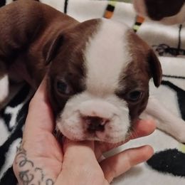 Girl 1 - Seal and white Boston Terrier puppy in Superior, Arizona from BostonTerriersAZ