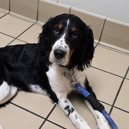 English Springer Spaniels from Chappell Hill Springers