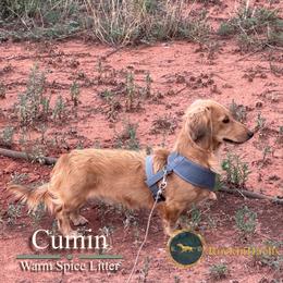 Cumin - Cream male Dachshund puppy in Toquerville, Utah from Rockindachs